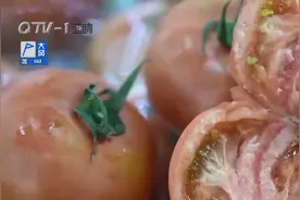 颜值高效益好，青岛草莓西红柿火出圈，一斤能卖到10块钱视频封面