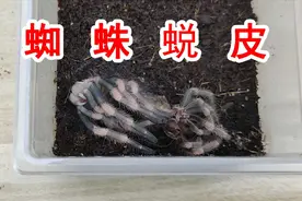 八脚朝天！这是在干嘛？奇怪的蜘蛛蜕皮全过程！