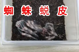 八脚朝天！这是在干嘛？奇怪的蜘蛛蜕皮全过程！