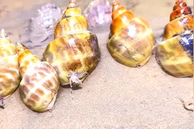 几十元一斤大花螺，像蜗牛一样爬行，在海边还能抓到大闸蟹视频封面