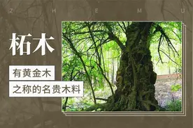 柘木——有黄金木之称的名贵木料视频封面
