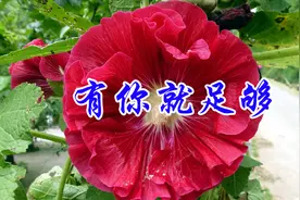 缘分让我牵你的手一起走，红尘中《有你就足够》今生别无所求