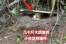 让人闻风丧胆的红娘胡蜂，小伙这样操作野化放养，有效防止危害视频封面