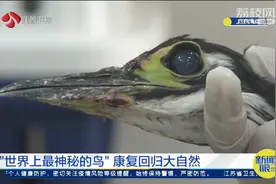 比大熊猫还稀少！“世界上最神秘的鸟”康复回归大自然视频封面