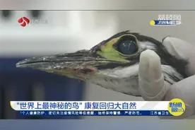比大熊猫还稀少！“世界上最神秘的鸟”康复回归大自然视频封面