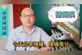 猪瘫痪站不起来，母猪产后瘫痪，怎么办？