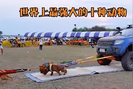 世界上最强悍的十种动物，爆发力能碾碎汽车！