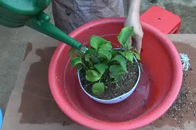 栽种绿萝，盆土这样配比，营养丰富，植株快速恢复长势视频封面