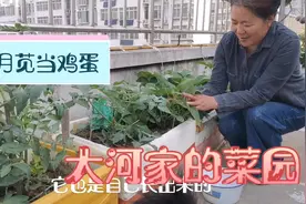 一两苋菜一两金，快来空中菜园采摘吧，和紫苏一起做美味菜汤