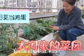 一两苋菜一两金，快来空中菜园采摘吧，和紫苏一起做美味菜汤