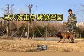 小伙训练马犬攻击中紧急中召回，狗钻腿钻裆，警犬无绳随行视频封面