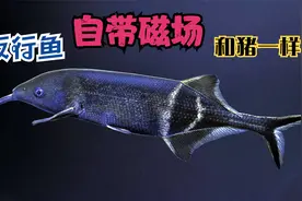 象鼻鱼，鼻子并不长，“长鼻”功能和猪鼻子相同，尾部自带磁场视频封面