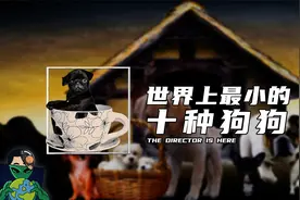 世界上最小的十种狗狗视频封面