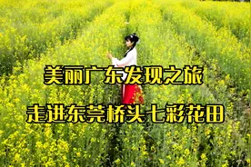 美丽广东发现之旅：走进东莞桥头七彩花田视频封面