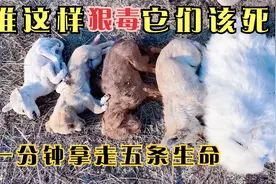 是谁这样狠毒，一分钟夺走它们五条生命，又让你们看到人间的险恶视频封面