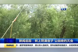 后续！树上爬满毛毛虫，路人看得心发毛，公园加紧消杀灭虫视频封面