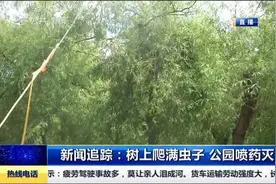 后续！树上爬满毛毛虫，路人看得心发毛，公园加紧消杀灭虫视频封面