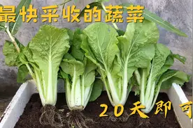 阳台种“快菜”——种植方法简单，生长迅速，20天即可采收！视频封面