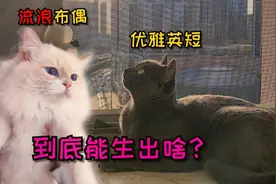 流浪猫逆袭谈恋爱，跨越品种，布偶和英短竟生出……#毕业#视频封面
