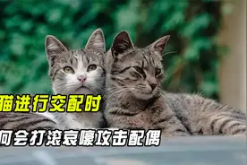 母猫进行交配时，为何会打滚哀嚎，甚至还会转头攻击配偶？视频封面