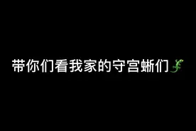 你们最喜欢哪只守宫蜥们呀？ #瘤尾守宫 #豹纹守宫 #爬宠视频封面