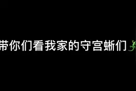 你们最喜欢哪只守宫蜥们呀？ #瘤尾守宫 #豹纹守宫 #爬宠视频封面