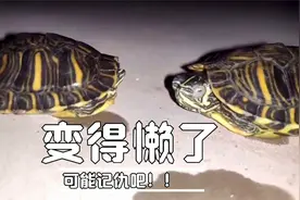 【巴西龟】咦！今天小西都不怎么动了！难道是早上没有喂食