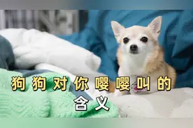 狗狗对你嘤嘤叫的含义，你都知道吗？