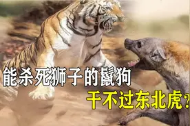 能杀死狮子的鬣狗，是东北虎的对手吗？十只鬣狗对战东北虎谁赢？视频封面