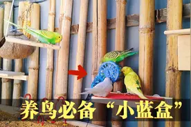养鸟养鹦鹉离不开的“小蓝盒”，既能喂鸟当工具又能给鸟当玩具视频封面
