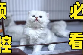 颜控必看！出生24天的银渐层小猫，美若天仙，基因强大就是不一样
