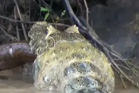 鳄鱼大战食人鱼，鳄鱼正在美餐，却被食人鱼打劫，谁才是霸主？视频封面