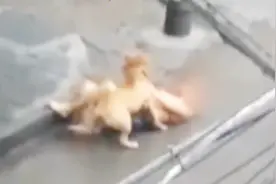 芜湖6岁男童被狗咬伤后注射疫苗 因狂犬病发作身亡 视频封面