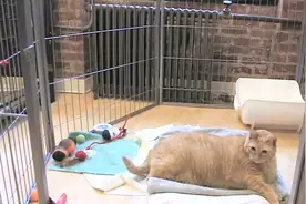 世界上最胖的橘猫，差点吃垮救助站！网友：大橘的胃口依旧如此好