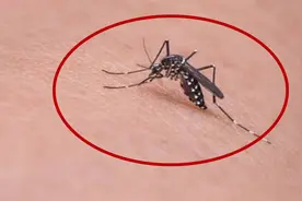 家里蚊子太多不要慌，教你一个小技巧，蚊子来多少灭多少