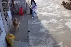 国庆放假女子回家,9个月狗狗见到兴奋摇尾巴直扑,太激动当场尿尿