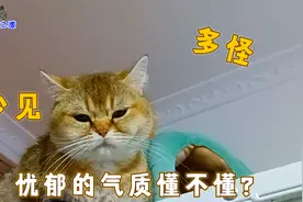 小胖猫长得有特点，主人一见它就忍不住想笑，这也太开心了视频封面