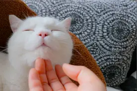 经常抚摸猫咪的这几个部位，你的猫就会死心塌地的爱上你！