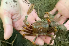 山上这种金黄色的螃蟹挺值钱了，老板收购50一只，你们那里有吗
