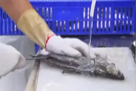 国民党民代质问蔡当局：为何让小朋友吃“有毒”石斑鱼？