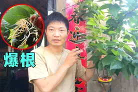 樱桃树用高压繁殖法，用苔藓做生根基质，保湿透气效果好还爆根了视频封面
