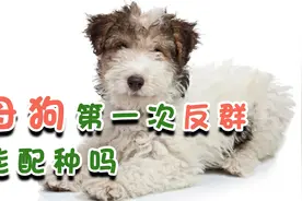 母狗第一次反群能配种吗视频封面