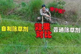 普通除草剂味道太大！大哥教你自制除草剂，三天后到底效果如何呢视频封面