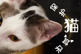 猫奴get！猫咪频繁抠耳朵证明它可能得了耳朵疾病！