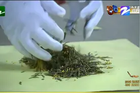 杭州：龙井茶遇上桂花 春天邂逅了秋天 桂花龙井制作过程了解下！视频封面
