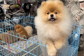 长相甜美的哈多利博美犬，笑起来真好看！就是价格太贵了！30000视频封面