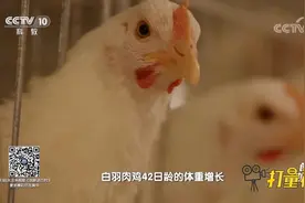 科研人员筛选出繁殖能力强的公鸡给母鸡配种，帮助后代增长体重视频封面
