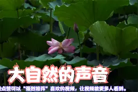 云栖竹林听雨|大自然的声音|纯音乐|催眠|静心|放松|舒缓视频封面