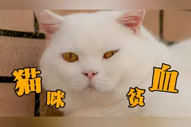 你知道吗，原来小猫咪也是会贫血的！视频封面
