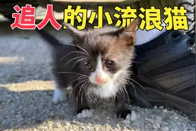 野外偶遇流浪小猫，追着人类不放，准备带它回家时猫妈妈出现了视频封面